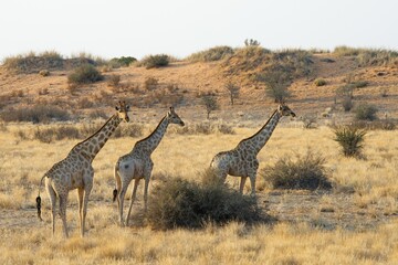 Giraffes (Giraffa camelopardalis), passing through grassland, Etosha National Park, Namibia, Africa