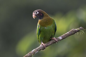 Brown-hooded Parrot (Pyrilia haematotis) perched on a tree branch, male, Heredia Province, Costa Rica, Central America