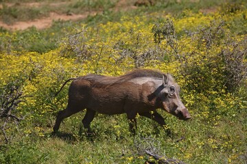 Common warthog (Phacochoerus africanus), bleeding from nose, running through flowering bushland, Addo Elephant National Park, Eastern Cape, South Africa, Africa