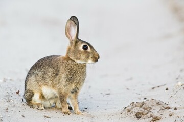 European rabbit (Oryctolagus cuniculus), Emsland, Lower Saxony, Germany, Europe