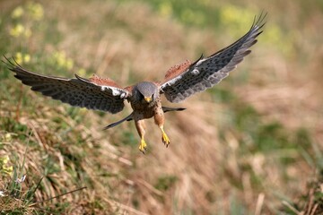Hunting male Common Kestrel (Falco tinnunculus) in the open country