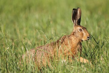 Hare (Lepus europaeus) in a meadow, Allgäu, Bavaria, Germany, Europe