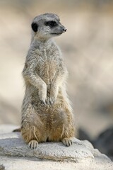 Fototapeta premium Meerkat (Suricata suricatta), sits upright on stone, attentive, captive