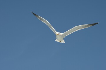 European herring gull (Larus argentatus) in flight in front of blue sky, Bonifacio, Corsica, France, Europe