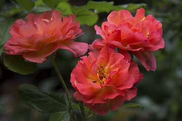 Roses (Rosa), floweres, Bavaria, Germany, Europe