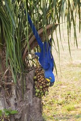 Hyacinth Macaw (Anodorhynchus hyacinthinus), feeding on nuts, Pantanal, Mato Grosso, Brazil, South America