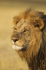 Lion (Panthera leo), male, Savuti, Chobe National Park, Botswana, Africa