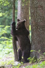 Brown bear (Ursus arctos), young animal stands between tree trunks in the forest, Regional Park Notranjska, Slovenia, Europe