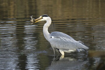 Grey herons (Ardea cinerea) with captured fish in water, Hesse, Germany, Europe