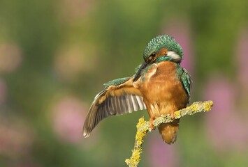 Female Kingfisher (Alcedo atthis) plumage care, Hesse, Germany, Europe