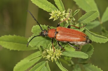 Longhorn beetle (Stictoleptura rubra), Germany, Europe