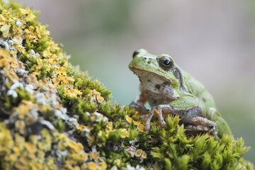 Tree frog (Hyla arborea) on mossy branch, Rhineland-Palatinate, Germany, Europe