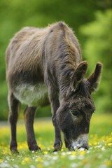 Donkey (Equus asinus asinus) on a flower meadow, farm, Eifel, Germany, Europe