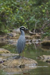 Yellow-crowned night heron (Nyctanassa violacea) stands on stone by the water, Parque Guanayara, Cuba, Central America