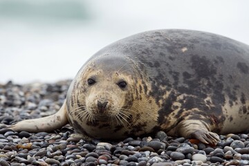 Grey seal (Halichoerus grypus) lying on beach, male, Heligoland, Schleswig-Holstein, Germany, Europe © Erhard Nerger/imageBROKER