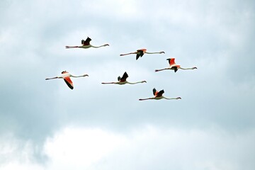 Pink flamingos in flight (Phoenicopterus roseus), Big Momella Lake, Arusha National Park, Tanzania, Africa