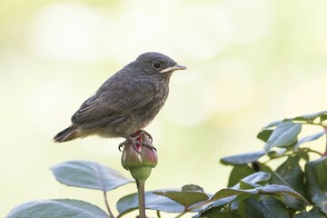 Black redstart (Phoenicurus ochruros), young bird sitting on rosebud (Rosaceae), Hesse, Germany, Europe
