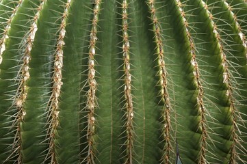 Detailed view of golden barrel cactus (Echinocactus grusonii)