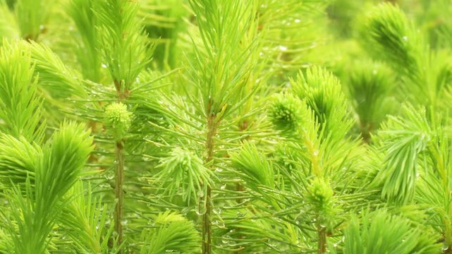 Reforestation. Watering pine seedlings in an outdoor nursery.