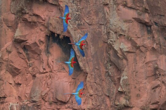 Green-winged Macaws or Red-and-green Macaws (Ara chloropterus) in flight, Buraco das Araras, Mato Grosso do Sul, Brazil, South America