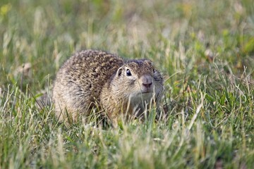 European ground squirrel (Spermophilus citellus), Burgenland, Austria, Europe