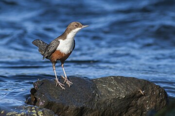 Dipper (Cinclus cinclus) on a rock in the water, North Hesse, Hesse, Germany, Europe