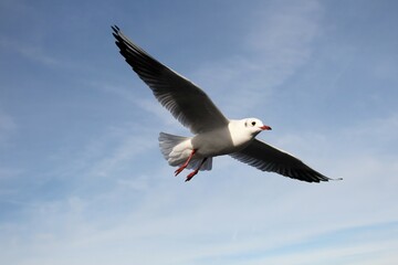 Black-headed gull (Larus ridibundus), in non-breeding plumage, in flight, Bavaria, Germany, Europe