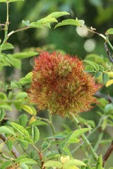 Sleep apple or bedeguare of the Gall wasp (Cynipidae), on a dog rose (Rosa canina), Allgaeu region, Bavaria, Germany, Europe