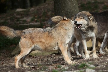North American Wolves (Canis lupus), Bad Mergentheim outdoor enclosure, Baden-Wuerttemberg, Germany, Europe