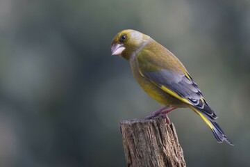 European greenfinch (Carduelis chloris), sits on a branch, Emsland, Lower Saxony, Germany, Europe