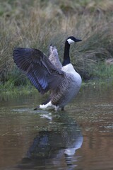 Canada Goose (Branta canadensis), Naturpark Arnsberger Wald, Sauerland, North Rhine-Westphalia, Germany, Europe