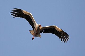 White stork (Ciconia ciconia) flies, Germany, Europe