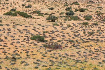 Gemsbok (Oryx gazella) in the vast Kalahari Desert, rainy season with some green grass, Kgalagadi...