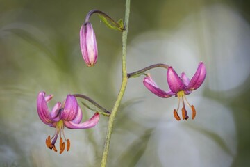 Turmeric lily (Lilium martagon), Hesse, Germany, Europe