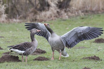 Greylag goose (Anser anser) pair in courtship display, Hesse, Germany, Europe