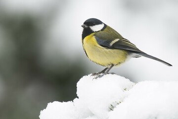 Great tit (Parus major) in the snow, Emsland, Lower Saxony, Germany, Europe