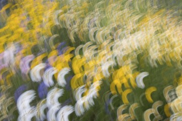 Summer meadow, flower meadow, abstract, blurred, Germany, Europe