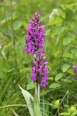 Marsh Orchid (Dactylorhiza majalis), Allgäu, Bavaria, Germany, Europe