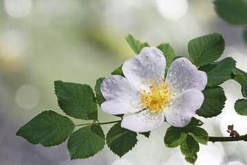 Blossoming white Dog rose (Rosa canina) with raindrops, Schleswig-Holstein, Germany, Europe
