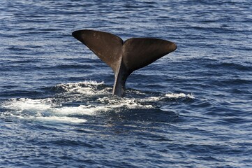 Naklejka premium tail fin of a sperm whale (Physeter catodon or Physeter macrocephalus), Andenes, Andøya, Vesteralen, Norway, Europe