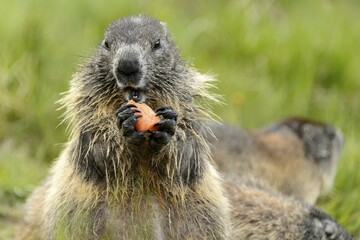 Alpine marmot (Marmota Marmota) eating, High Tauern National Park, Austria, Europe