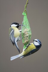 Great tit (Parus major) and Blue Tit (Parus caeruleus) at bird fat ball, Rhineland-Palatinate, Germany, Europe