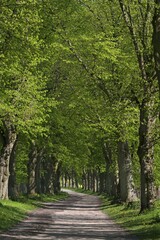 Fototapeta premium Largeleaf linden (Tilia platyphyllos) avenue, Mecklenburg-Western Pomerania, Germany, Europe