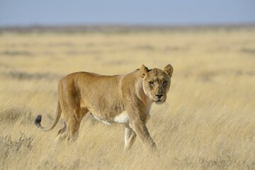 Lioness (Panthera leo) in dry grassland, Etosha National Park, Namibia, Africa