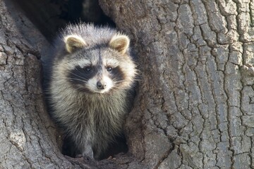 Raccoon (Procyon lotor), old animal, looks out of a tree hole, Hesse, Germany, Europe