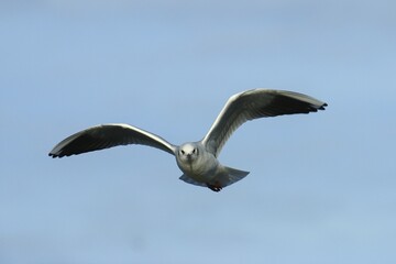 Black-headed Gull (Chroicocephalus ridibundus) in flight, Kemnade, Witten, North Rhine-Westphalia, Germany, Europe