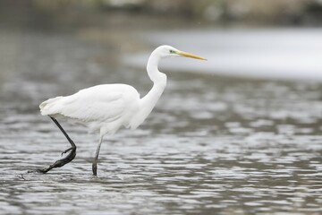 Great egret (Ardea alba) striding in water, Hesse, Germany, Europe
