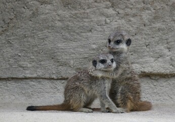 Fototapeta premium Meerkat (Suricata suricatta), young animals 6 weeks, cuddle, captive
