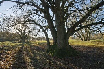 English oak, also French oak or pedunculate oak (Quercus robur), Borkener Paradies Nature Preserve, Emsland, Lower Saxony, Germany, Europe