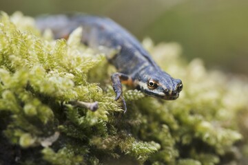 Common newt (Lissotriton vulgaris), in moss, Emsland, Lower Saxony, Germany, Europe